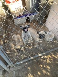 Found/Stray Unknown Dog last seen Old Stage Rd, Fallbrook, CA 92028