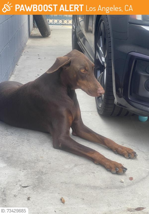 Found/Stray Male Dog last seen King & Halldale, Los Angeles, CA 90062
