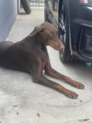 Found/Stray Male Dog last seen King & Halldale, Los Angeles, CA 90062