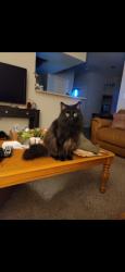 Lost Male Cat last seen Sand crane drive 33418, Palm Beach Gardens, FL 33418