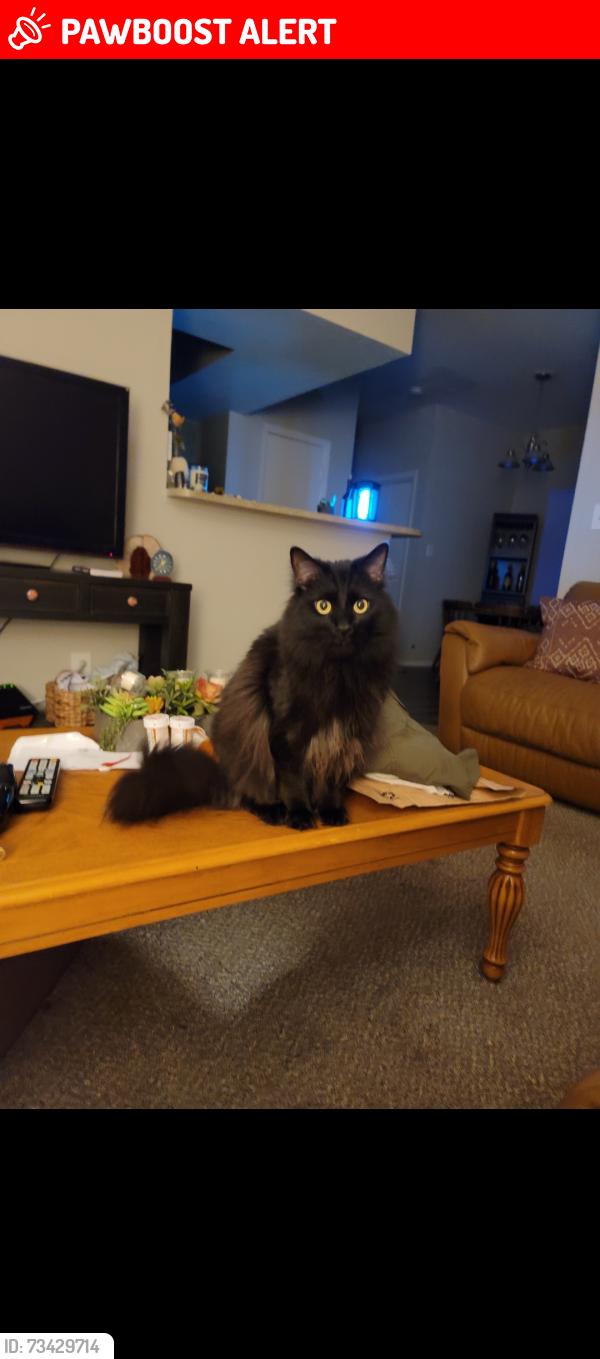 Lost Male Cat last seen Sand crane drive 33418, Palm Beach Gardens, FL 33418