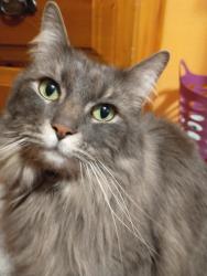 Lost Female Cat last seen Near West Bowles Coummity Church, behind Dakota Ridge High School, and near Hine Like., Littleton, CO 80127