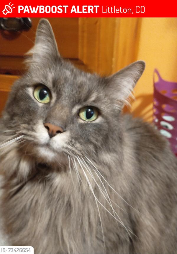 Lost Female Cat last seen Near West Bowles Coummity Church, behind Dakota Ridge High School, and near Hine Like., Littleton, CO 80127