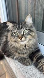 Lost Female Cat last seen Rutherford Road & Bathurst Street, Vaughan, ON L6A 0K5