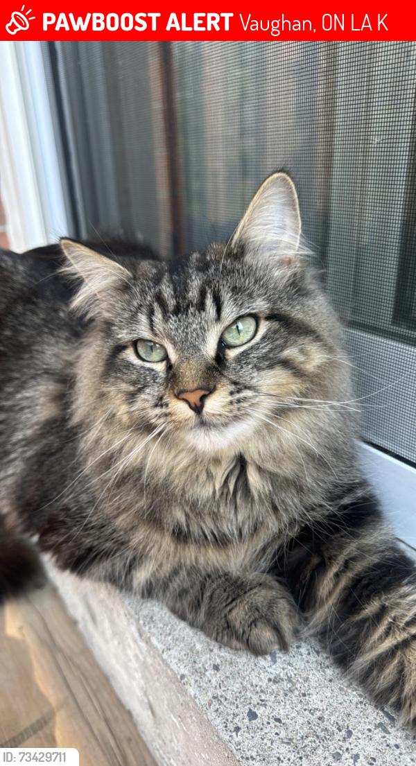 Lost Female Cat last seen Rutherford Road & Bathurst Street, Vaughan, ON L6A 0K5