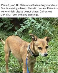 Reunited Female Dog last seen Gravois Road and Syberg’s Restaurant, St. Louis, MO 63123