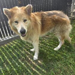 Found/Stray Male Dog last seen Near E 69th St, Long Beach, CA 90805, Long Beach, CA 90805