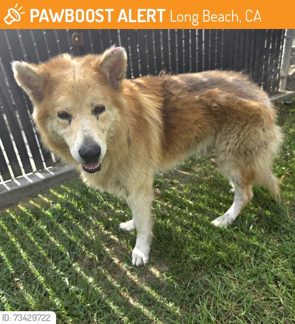 Found/Stray Male Dog last seen Near E 69th St, Long Beach, CA 90805, Long Beach, CA 90805