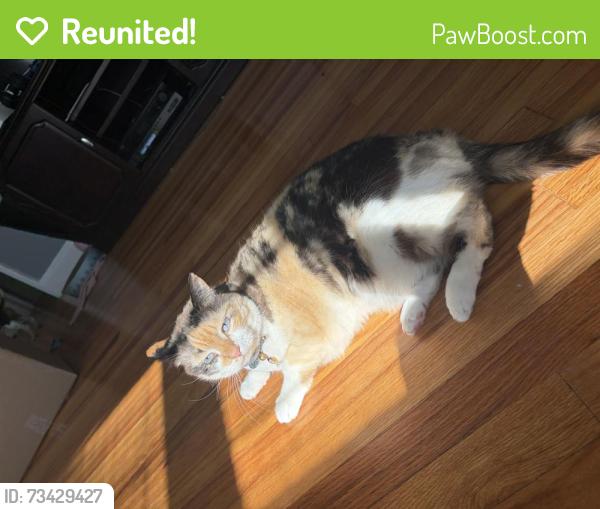 Reunited Female Cat last seen The end of Lynn Drive, Rome, GA 30165