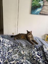 Lost Female Cat last seen Near Ave Hallandale, Hallandale Beach, FL 33009