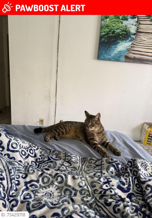 Lost Female Cat last seen Near Ave Hallandale, Hallandale Beach, FL 33009