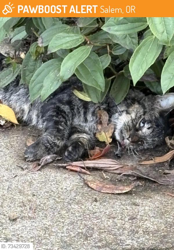 Found/Stray Unknown Cat last seen Reed, Salem, OR 97306