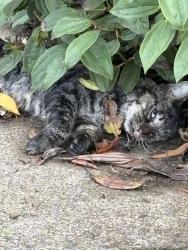 Found/Stray Unknown Cat last seen Reed, Salem, OR 97306