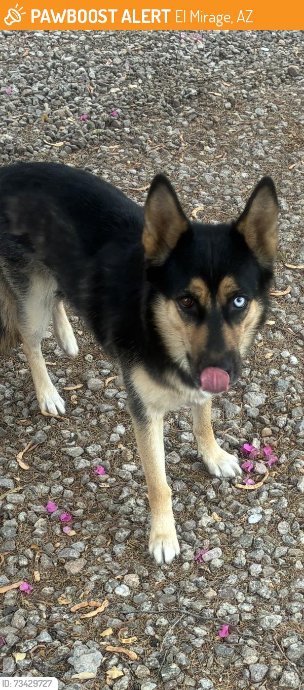 Found/Stray Female Dog last seen Near th Ave Rancho el mirage, El Mirage, AZ 85335