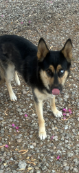 Found/Stray Female Dog last seen Near th Ave Rancho el mirage, El Mirage, AZ 85335