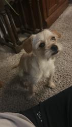 Found/Stray Female Dog last seen Silver Ridge Ct, Fayetteville, NC 28304
