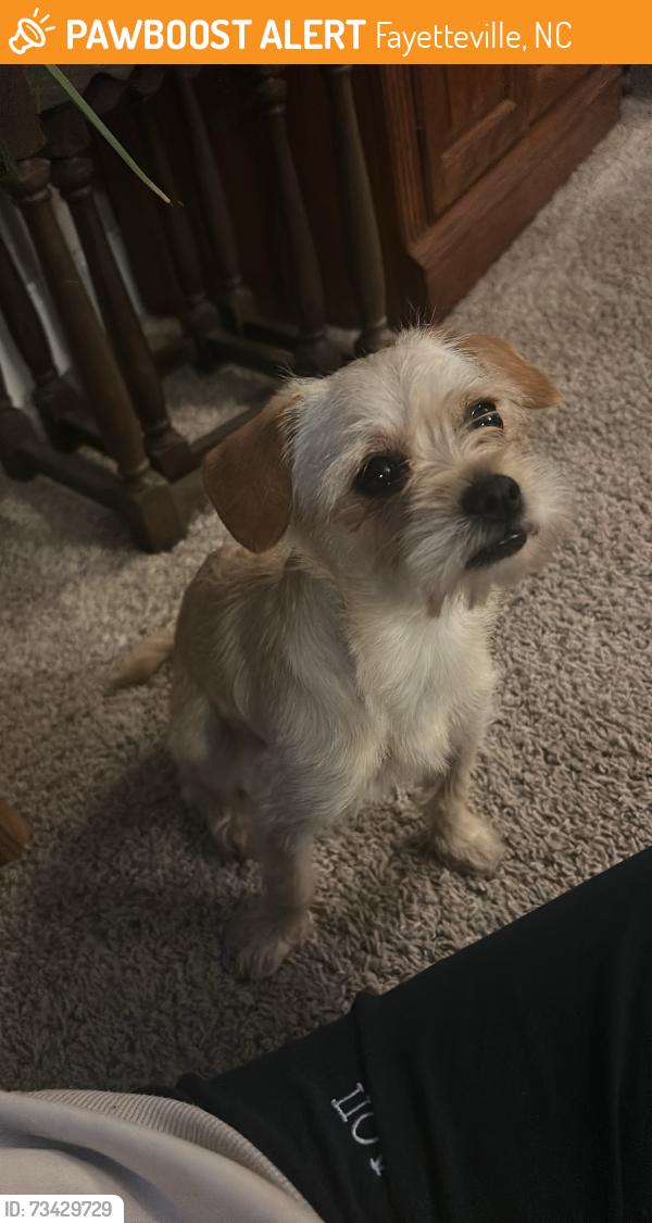 Found/Stray Female Dog last seen Silver Ridge Ct, Fayetteville, NC 28304