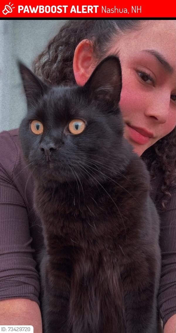 Lost Male Cat last seen Near Amory st Nashua NH, Nashua, NH 03060