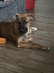 Reunited Male Dog last seen Estrella parkway and s wood dr, Goodyear, AZ 85338