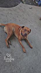 Reunited Male Dog last seen Rogues Rd, Virginia, USA, Fauquier County, VA 22728