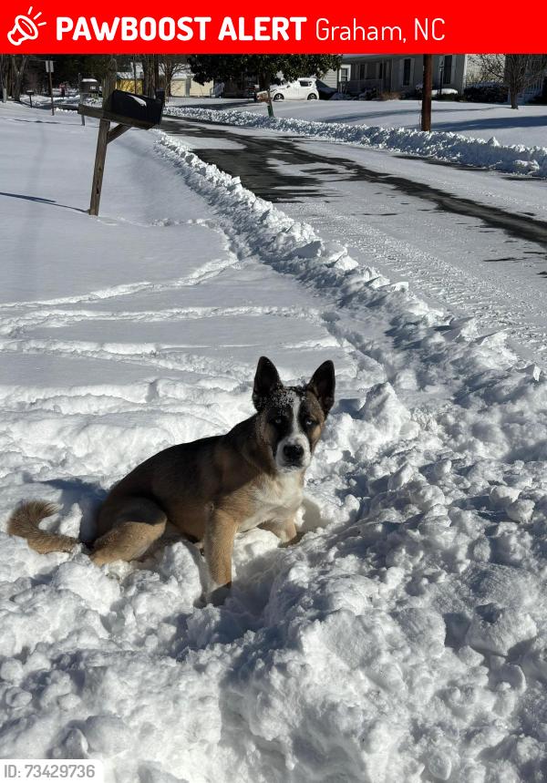 Lost Male Dog last seen C, Graham, NC 27253