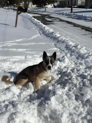 Lost Male Dog last seen C, Graham, NC 27253