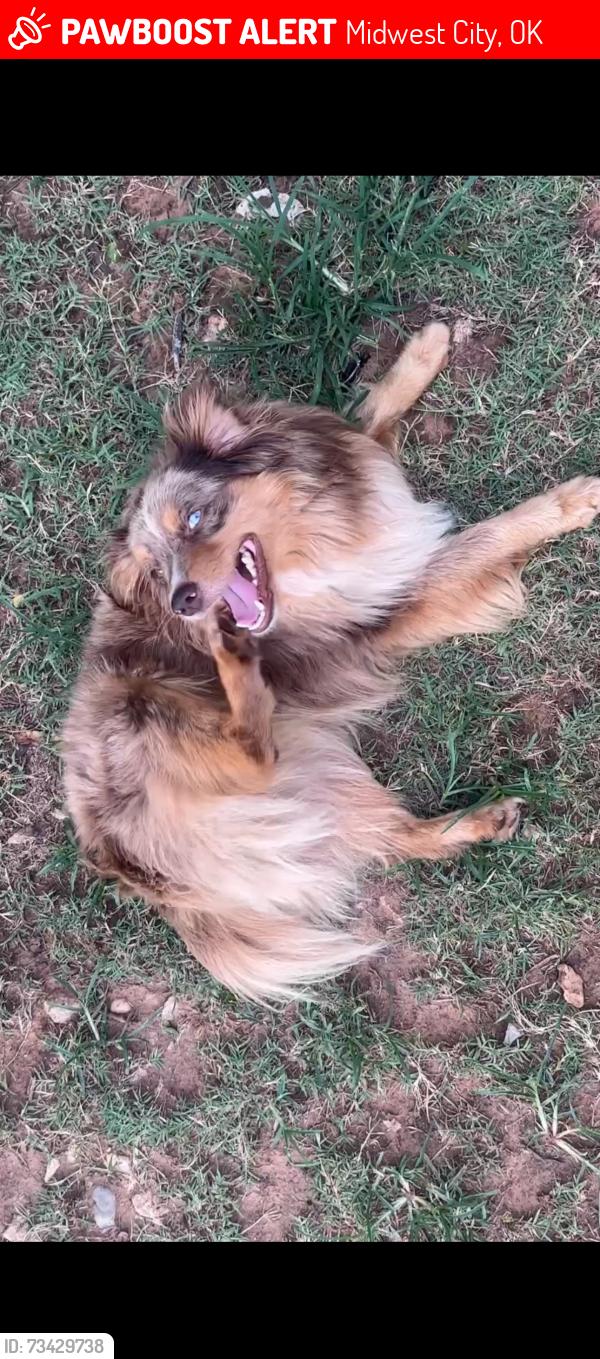 Lost Male Dog last seen south air depot, Midwest City, OK 73110