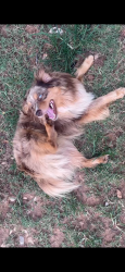 Lost Male Dog last seen south air depot, Midwest City, OK 73110