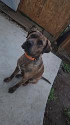 Reunited Male Dog last seen Near Rogues Rd, Nokesville, VA 20181, USA, Nokesville, VA 20181
