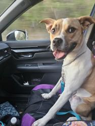 Lost Male Dog last seen Remington Rd and Meadfield, Bealeton, VA 22712