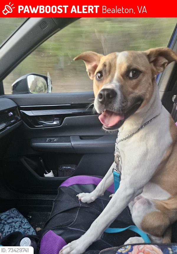Lost Male Dog last seen Remington Rd and Meadfield, Bealeton, VA 22712