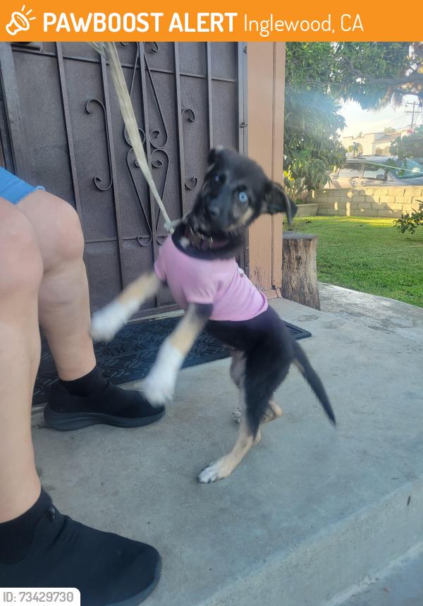 Found/Stray Female Dog last seen Centinela Park Ave and 67th st in Inglewood, Inglewood, CA 90302