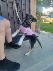 Found/Stray Female Dog last seen Centinela Park Ave and 67th st in Inglewood, Inglewood, CA 90302