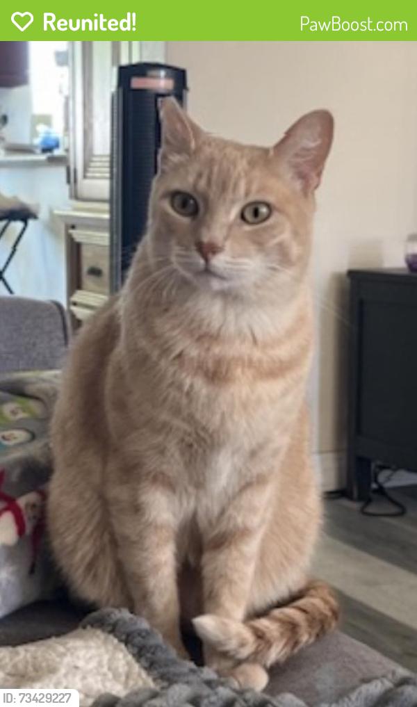 Reunited Female Cat last seen Brookhurst and Adam’s, Huntington Beach, CA 92646