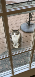 Lost Male Cat last seen East Camden Forest Drive, Cary, NC 27518