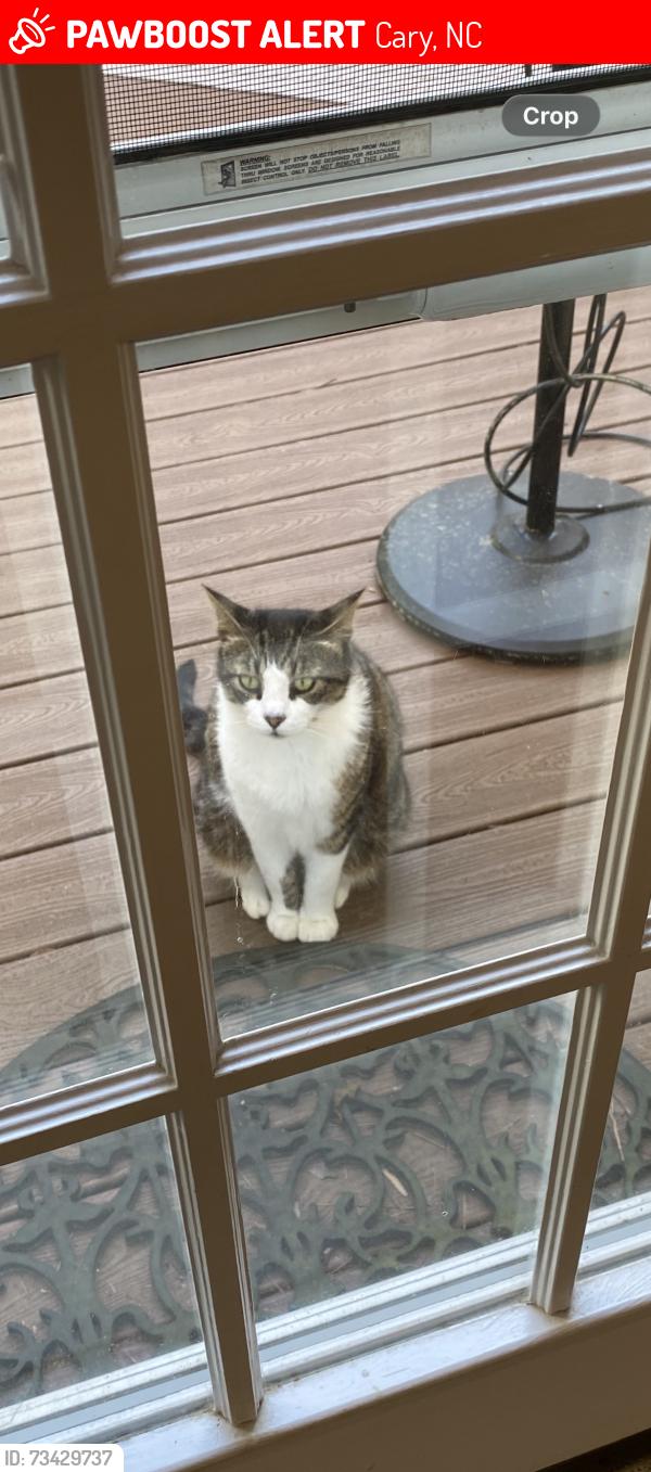 Lost Male Cat last seen East Camden Forest Drive, Cary, NC 27518
