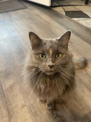 Lost Female Cat last seen Magpie and Warbler near Winona Pool, Loveland, CO 80537