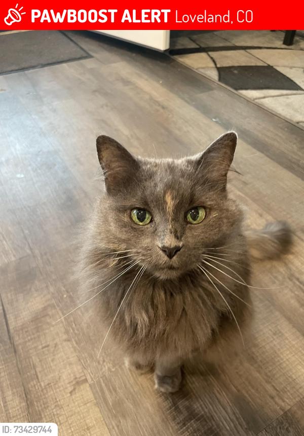 Lost Female Cat last seen Magpie and Warbler near Winona Pool, Loveland, CO 80537