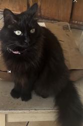 Lost Female Cat last seen Near Wallace avenue Costa Mesa, Costa Mesa, CA 92627