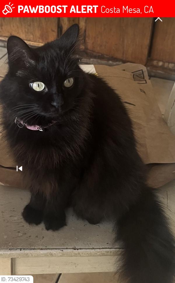 Lost Female Cat last seen Near Wallace avenue Costa Mesa, Costa Mesa, CA 92627