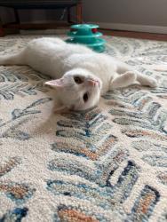 Reunited Male Cat last seen Valley Dr & Preston Rd, Alexandria, VA 22302