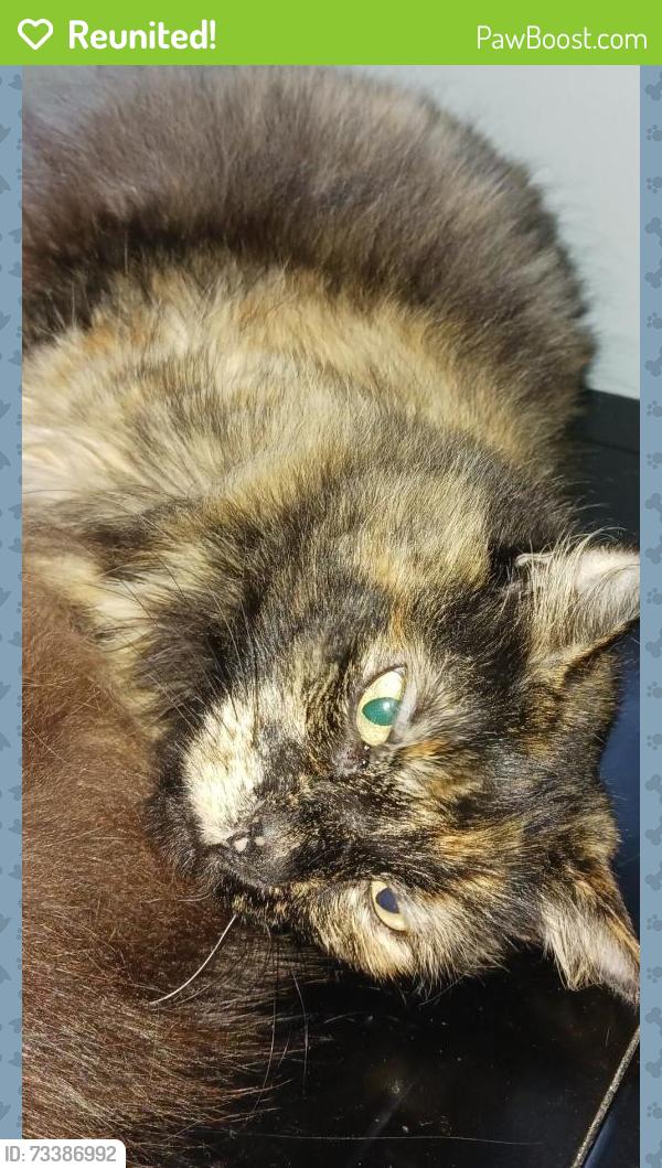 Reunited Female Cat last seen Stone Trail and Stone Island Rd., Deltona, FL 32725