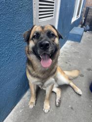 Lost Female Dog last seen 405N El Segundo off ramps, Hawthorne, CA 90250