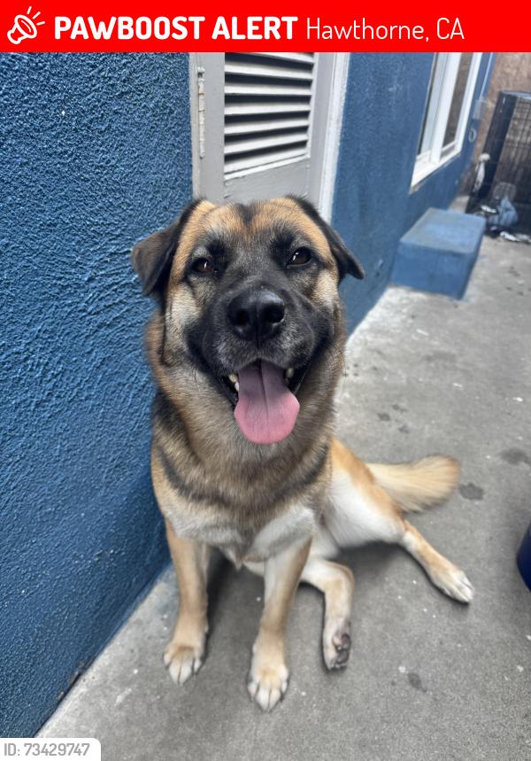 Lost Female Dog last seen 405N El Segundo off ramps, Hawthorne, CA 90250