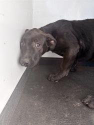 Shelter Stray Female Dog last seen Near BLK VIRGINA AVE, BAKERSFIELD, CA, 201 S Mt Vernon Ave, Bakersfield, CA 93307, USA