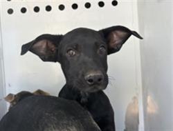 Shelter Stray Male Dog last seen Near BLK VIRGINA AVE, BAKERSFIELD, CA, 201 S Mt Vernon Ave, Bakersfield, CA 93307, USA