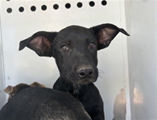Shelter Stray Male Dog last seen Near BLK VIRGINA AVE, BAKERSFIELD, CA, 201 S Mt Vernon Ave, Bakersfield, CA 93307, USA