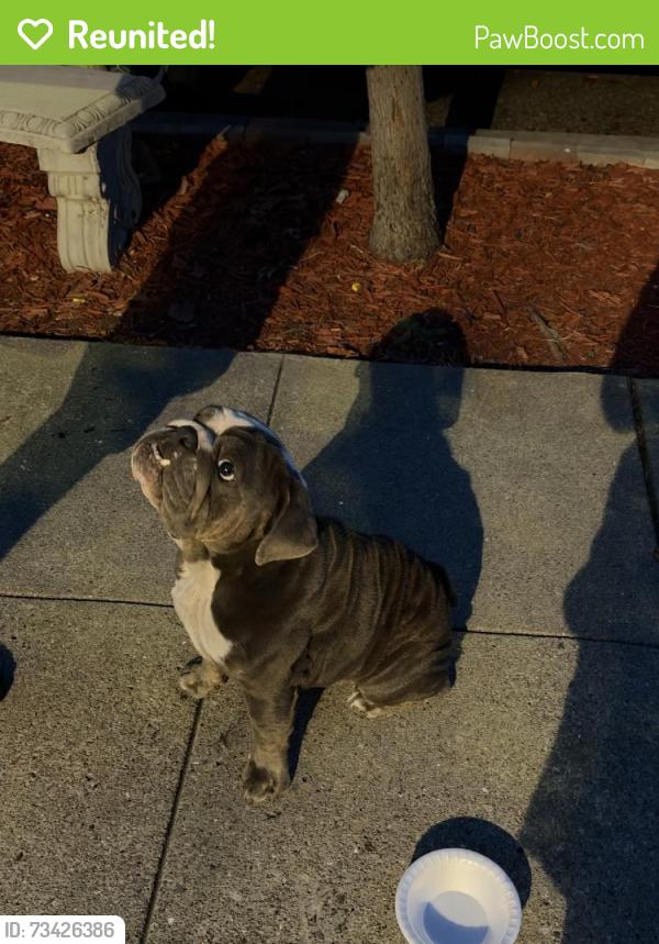 Reunited Unknown Dog last seen Havenscourt Blvd, Oakland, CA, USA, Oakland, CA 94605
