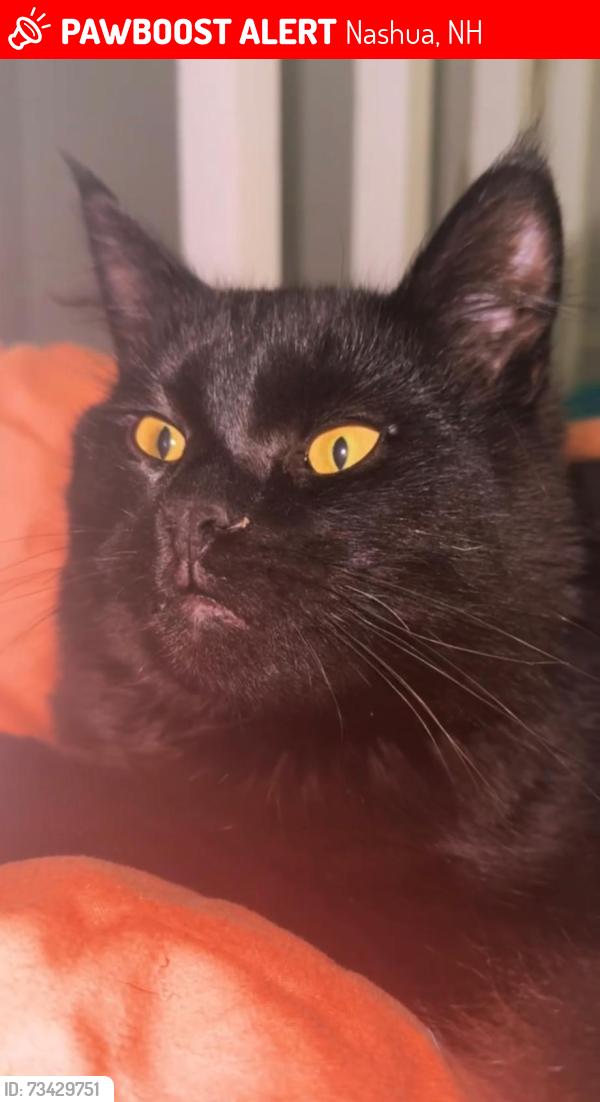 Lost Male Cat last seen Near Amory st Nashua NH, Nashua, NH 03060