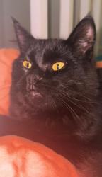 Lost Male Cat last seen Near Amory st Nashua NH, Nashua, NH 03060